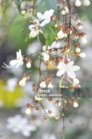 Image result for Clerodendrum abilioi