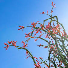 Image result for Fouquieria