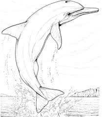 Well, wait until you dive and explore the loveliest reef sites under the vast the look very realistic and if you color it properly, i'm sure the image will look more alive. 30 Free Dolphin Coloring Pages Printable