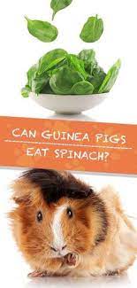 Those branches are fine for them to eat. Ana Urrutia Urrutiana Profile Pinterest