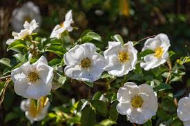 Image result for Dichaetanthera erici-rosenii