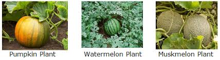 Human uses of plants include both practical uses, such as for food, clothing, and medicine, and symbolic uses, such as in art, mythology and literature.the reliable provision of food through agriculture is the basis of civilization. Course Environmental Science Class 2 Topic Plants
