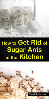 4 simple ways to get rid of sugar ants