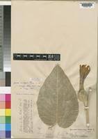 Image result for Ipomoea prismatosyphon