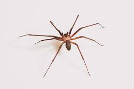 A picada não costuma ser sentida. Como Identificar A Aranha Marrom Biosseg
