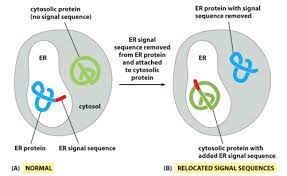 Lecture 10 Protein Sorting Flashcards Quizlet