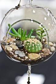 The world is full of free advice. Hanging Cactus Terrarium Cactus Terrarium Succulent Terrarium Terrarium