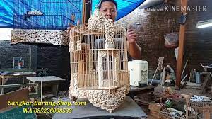 Merawat burung anis kembang sebenarnya cukup mudah, apabila kita telah mengetahui karakter dasar burung anis kembang. Sangkar Cungkok Anis Merah Wambi Sangkar Burung Shop Youtube