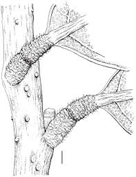 Image result for Ellipanthus