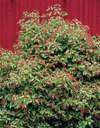 Image result for Hamelia patens