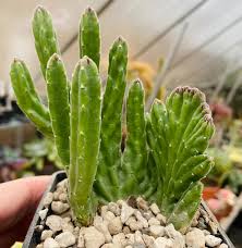 Image result for Stapelia leendertziae