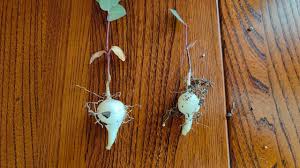 Image result for Raphionacme hirsuta