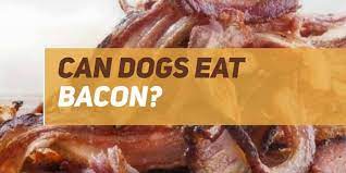 Can Dogs Eat Bacon Puppyfaqs