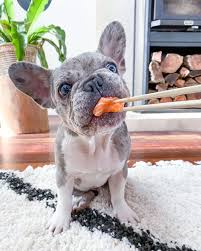If something does go wrong, we always strive to help, often at times even when our guarantee doesn't cover it. Teacup French Bulldog Puppies For Sale Near Me Teacup English Bulldog Puppies For Sale Near Me