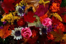 Image result for autumn pictures