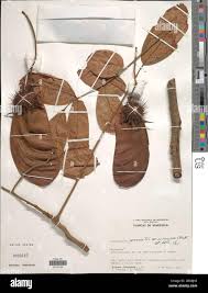 Image result for Centrolobium