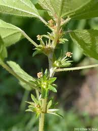 Image result for Acalypha polymorpha