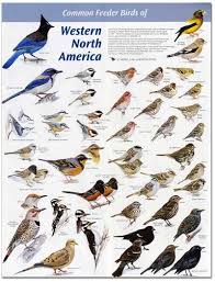 Birds Of Western Washington Shop Texas Parks And Wildlife Identifying Birds Backyard Birds Wild Birds