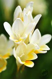 Pin On Flowers