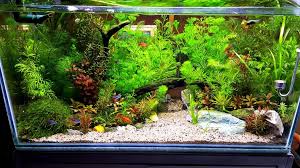 Saat ini, tanaman aquascape tanpa co2 cukup banyak dicari. Aquascape 101 Basics Cute766