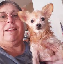 Lost tan red chihuahua at Koa Journey