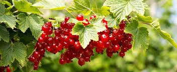Bouturer Un Arbre Fruitier Mon Jardin D Idees