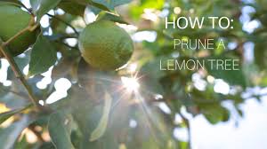 When is the best time to prune a fruit tree? How To Prune A Lemon Tree Youtube