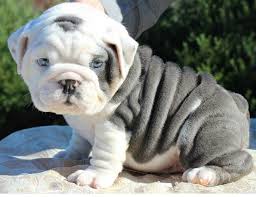 Puppies will come vet checked several times, be microchipped, and have age appropria. Free English Bulldog Puppies Near Me Online Shopping