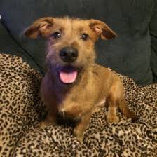 Dachshund Terrier Mix Black And Brown Dachshund Terrier Mix Mutt Dog Breeds Terrier Mix Dogs