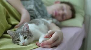 Kedi Ve Sahibi