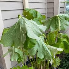 Image result for Andropogon pseudapricus