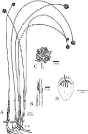 Image result for Ficinia