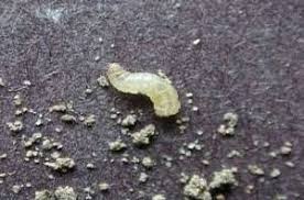 Being the most visible color from a distance, it is often used as a cautionary color. Seedcorn Maggot Pest Management Farms Com