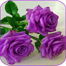 Vista ravvicinata di rose in scatola regalo. Beautiful Flowers And Roses Pictures Gif App Su Google Play