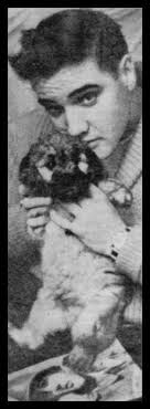 35 Elvis & Some Very Good Doggos ideas