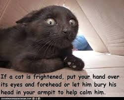 Fun Cat Facts 40 Cat Facts Funny Cat Compilation Funny Cat Videos