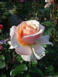 Lady Jane Grey Rose Rose Beautiful Flowers Peace Rose