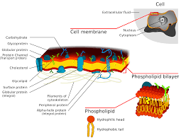 We did not find results for: File Cell Membrane Detailed Diagram 3 Svg Wikimedia Commons