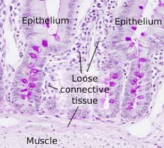 Loose connective tissue is found between many organs where it acts both to absorb shock and bind tissues together. Animal Tissues Connective Tissue Proper Losse Atlas Of Plant And Animal Histology