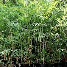 Image result for Chamaedorea radicalis