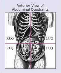 Just as maps are normally oriented with north at the top, the standard body map, or anatomical position, is that of the body standing upright, with the feet at shoulder width and parallel, toes forward. Anatomical Terms Meaning Anatomy Regions Planes Areas Directions