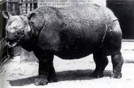 We did not find results for: List Of Top 10 Endangered Animals And Species In Indonesia