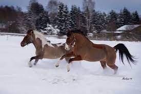 Do Horses Attack Humans And Other Animals Equestlife