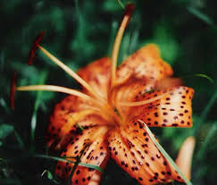 Find over 100+ of the best free tiger lily images. Tiger Lily Flowers For Healing