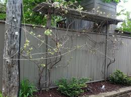 $600 high tunnel this high tunnel may not be as neat as some you have seen in passing, but if you want something to be functional and inexpensive, then this is a good option. Growing Grapes In The Home Garden Umn Extension