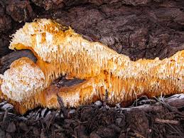 Image result for Pycnoporellus alboluteus
