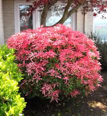 Image result for Pieris japonský obrázek