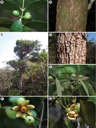 Image result for Garcinia pachyclada