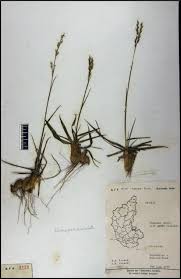 Image result for Alloteropsis semialata