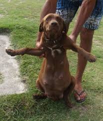 Age has a factor in this as well, the younger your dog the quicker the transition. How To Feed A Pregnant Or Nursing Dog A Natural Diet Raw Dog Food Pethelpful